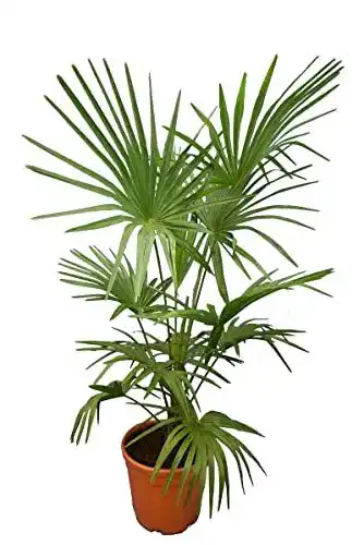 Hanfpalme Trachycarpus fortunei Winterhart XL 140-160 cm