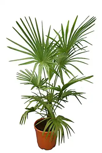 Winterharte Palmen Hanfpalme XL – Trachycarpus fortunei 140-160 cm