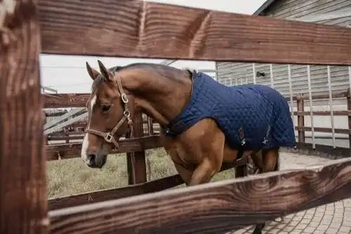 Führanlagendecke Kentucky Walker Rug 160 g in der Größe 140 und Farbe Navy