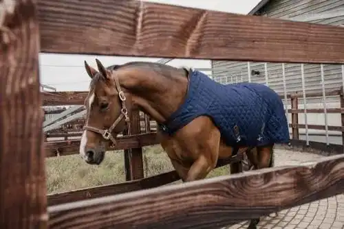 Führanlagendecke Kentucky Walker Rug 160 g in der Größe 140 und Farbe Navy