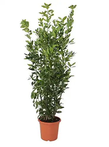 Lorbeer-Pflanze Kentis – Laurus Nobilis – Immergrüne Pflanze für Garten