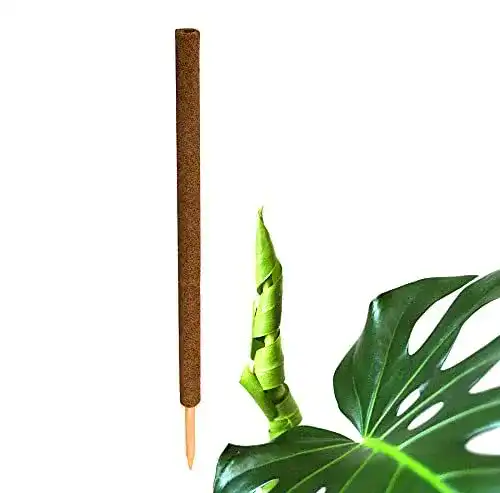 Moosstab Bigdean Pflanzstab Kokos 110 cm für Rankpflanzen