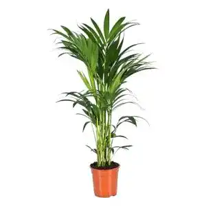 Kentia Palme Green Bubble von Trendyplants – Howea Forsteriana