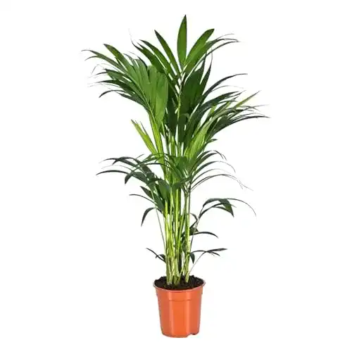 Kentia Palme Green Bubble von Trendyplants – Howea Forsteriana