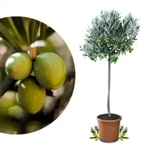 Olivenbaum Meine Orangerie Mezzo – Olea Europaea – Echter Olivenbaum