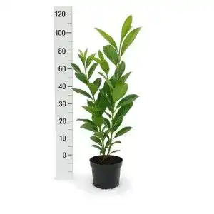 Kirschlorbeer Novita XXL – 15 Pflanzen 90-120 cm im 3L Topf