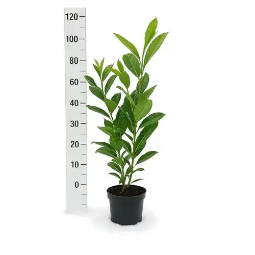 Kirschlorbeer Rotundifolia Pflanzen 90-100 cm im 3L Topf