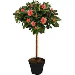 Rhododendron Orange – Japanische Azalee Winterhart für Garten und Balkon