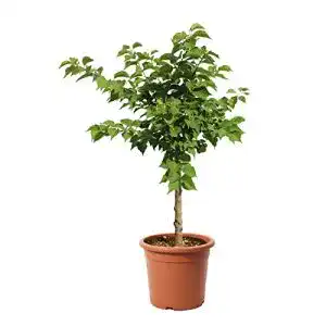 Aprikosenbaum Kentis Zwerg – Aprikosenpflanzen für den Garten