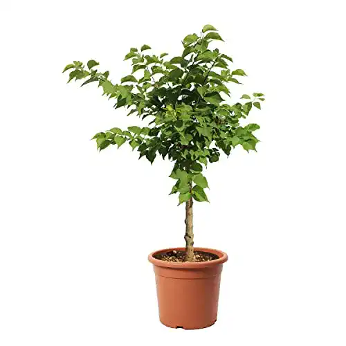 Aprikosenbaum Kentis Zwerg – Aprikosenpflanzen für den Garten