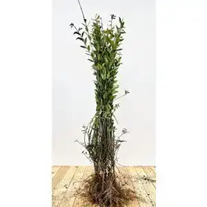 Liguster PlantaPro Ligustrum vulgare ‚Atrovirens‘ 30-50 cm