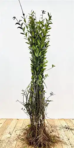 Liguster PlantaPro Ligustrum vulgare ‚Atrovirens‘ 30-50 cm
