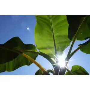 Bananensamen Seedeo Darjeeling-Banane (Musa sikkimensis) – 10 Samen