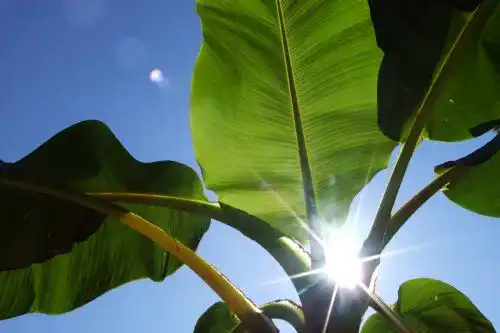 Bananensamen Seedeo Darjeeling-Banane (Musa sikkimensis) – 10 Samen