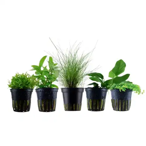Aquarium Pflanzen AquaOne Set mit 5 Wasserpflanzen für Nanobecken