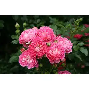 Zwergrose Garten Schlüter Charmant ADR-Rose