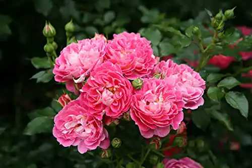 Zwergrose Garten Schlüter Charmant ADR-Rose