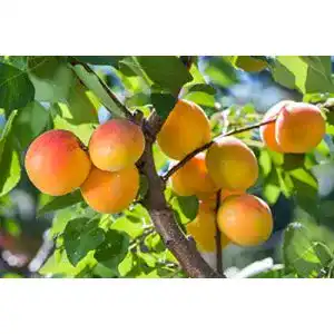 Aprikosenbaum Ungarische Beste 120-150 cm im Topf