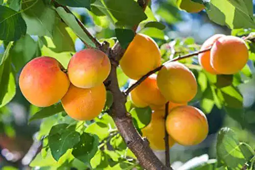Aprikosenbaum Ungarische Beste 120-150 cm im Topf