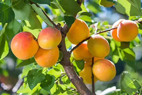 Aprikosenbaum Ungarische Beste 120-150 cm im Topf