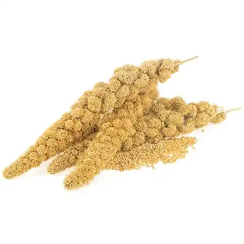 Kolbenhirse Mühle Gladen 500g – Vogelfutter für Kanarien und Wellensittiche