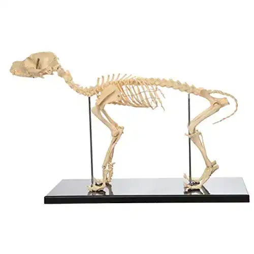 Hundeskelett Knochenmodell für Anatomie und Lehrzwecke