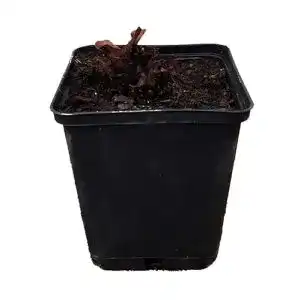 Rhabarberpflanze Canada Red im Pflanzenversand
