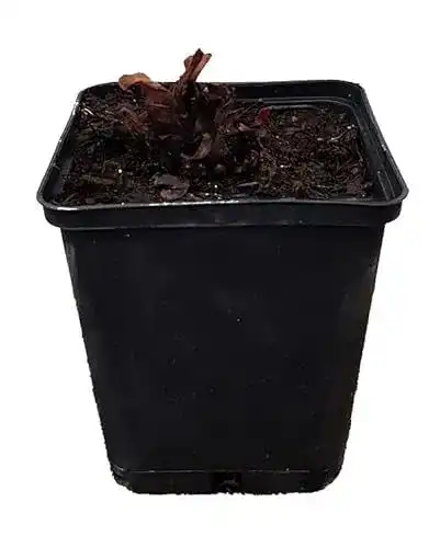 Rhabarberpflanze Canada Red im Pflanzenversand