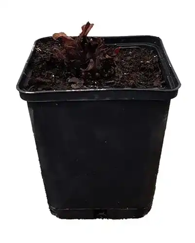 Rhabarberpflanze Canada Red im Pflanzenversand