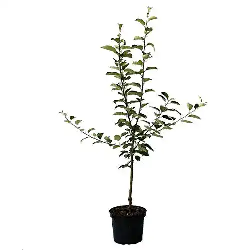Apfelbaum Jonagold – Winterapfel für Garten und Obstplantage