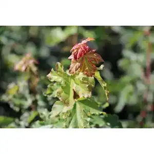 Ahornpflanze Lubera – Feldahorn im 5L Topf