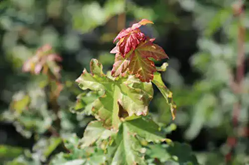 Ahornpflanze Lubera – Feldahorn im 5L Topf