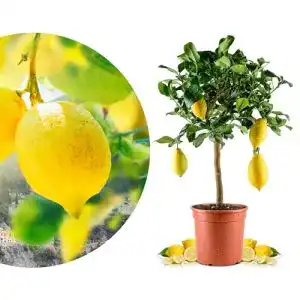Amalfi Zitronenbaum Mezzo von Meine Orangerie – echte Zitruspflanze