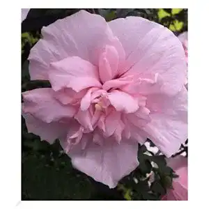 Hibiskus-Pflanze Baldur Garten Chiffon Pink, 1 Pflanze