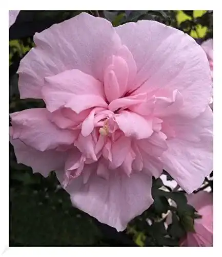 Hibiskus-Pflanze Baldur Garten Chiffon Pink, 1 Pflanze