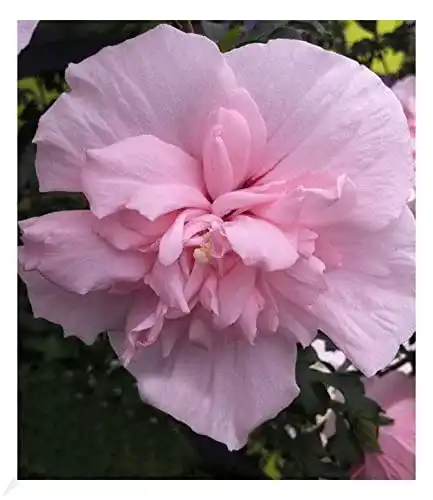 Hibiskus-Pflanze Baldur Garten Chiffon Pink, 1 Pflanze