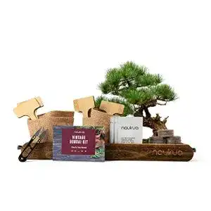 Bonsai Starter Kit Naukua Vintage mit 4x Bio Bonsai Saatgut
