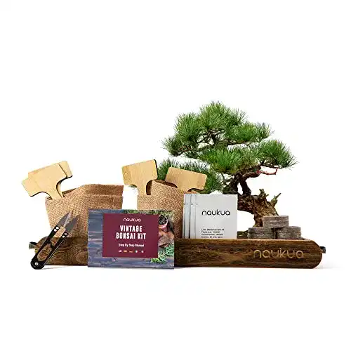 Bonsai Starter Kit Naukua Vintage mit 4x Bio Bonsai Saatgut