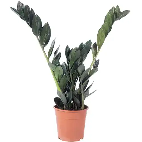 Glücksfeder Flowerbox Raven 4+ – pflegeleichte Zimmerpflanze