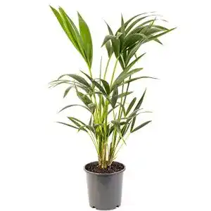 Kentia-Palme Gardenersdream – Howea forsteriana als Luftreiniger für Innenräume