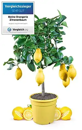 Zitruspflanzen Meine Orangerie Zitronenbaum Mezzo im 6,5 Liter Topf