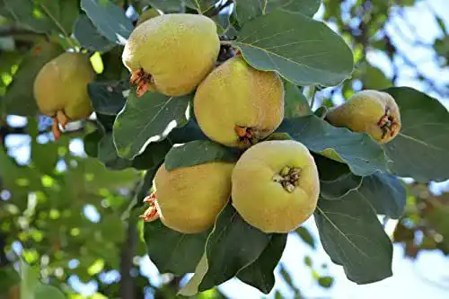 Quittenbaum Portugiesische Birnenquitte im Topf 120-150 cm