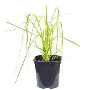 Ziergras Flowerbox Pampasgras rosa – Cortaderia selloana ‚Rosea‘