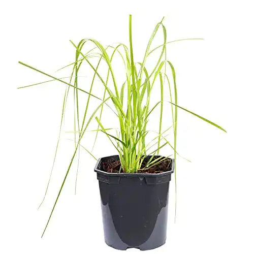 Ziergras Flowerbox Pampasgras rosa – Cortaderia selloana ‚Rosea‘