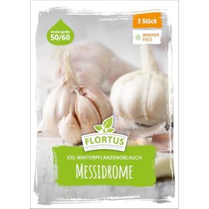 Pflanzknoblauch Messidrome Winterhartes Pflanzgut für den Anbau