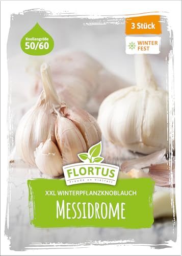 Pflanzknoblauch Messidrome Winterhartes Pflanzgut für den Anbau
