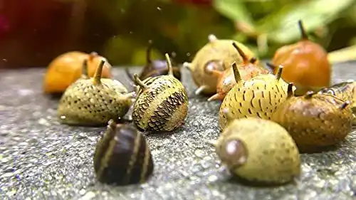 Algenfressende Geweihschnecke Clithon für Aquarien
