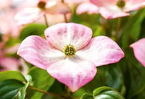 Blumen-Hartriegel Cornus kousa chinensis ‚Satomi‘ im Topf 60-80 cm