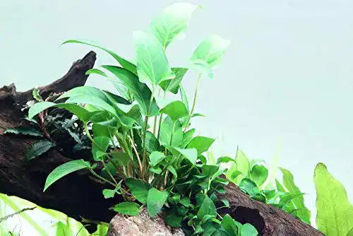 Anubia Tropica Aquarium Pflanze gracilis – Wasserpflanzen für Aquarien