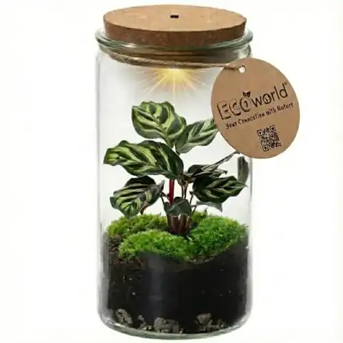 Flaschengarten Ecoworld Vdvelde.com Tropical Weck Glas